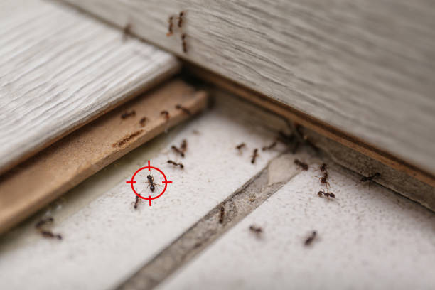 Best Affordable Pest Control Services  in Gwinn, MI